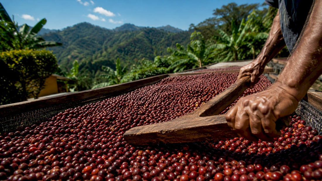 Hands turning honey processed coffee cherries on drying bed