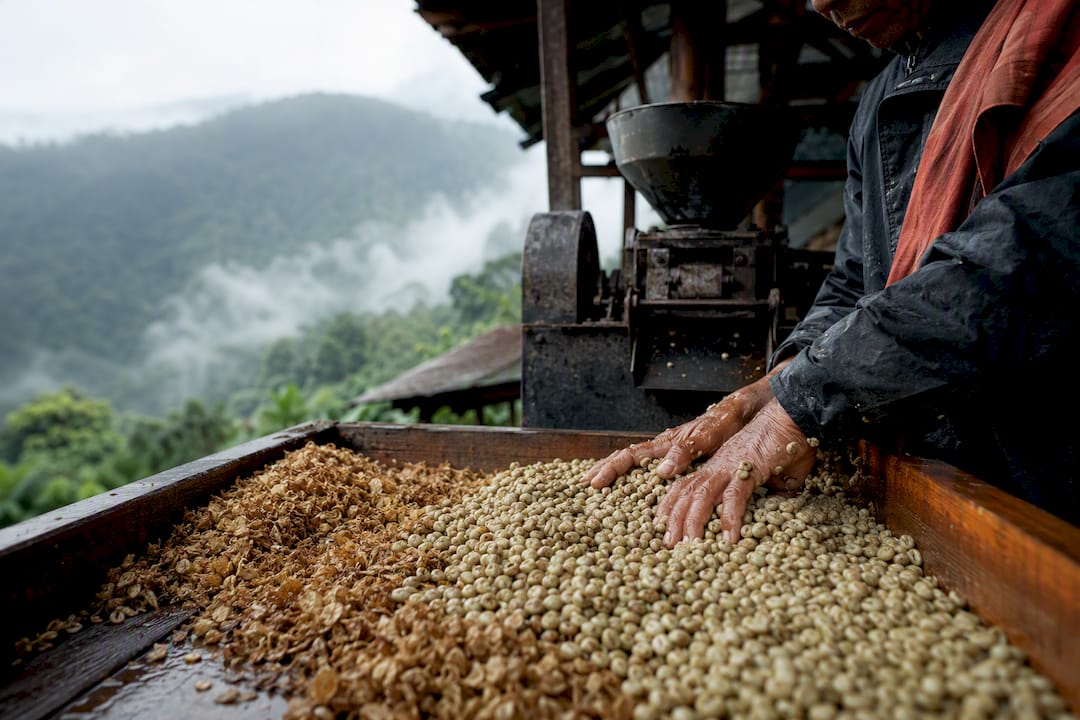 Wet-hulled coffee beans at a mountain mill